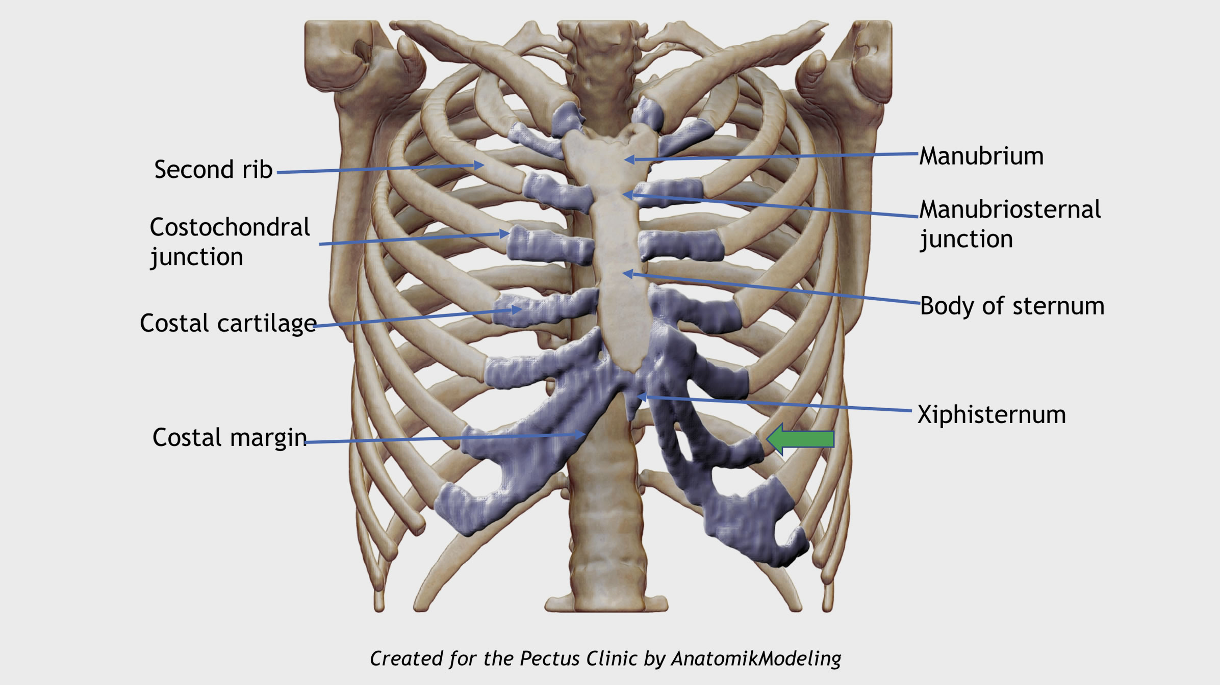 Anatomy Of Chest Ribs Posterior Rib Cage Muscles Thor - vrogue.co